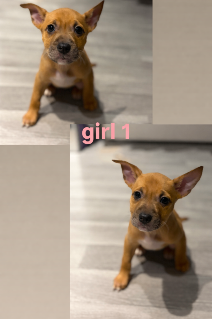 border collie x staffie pup