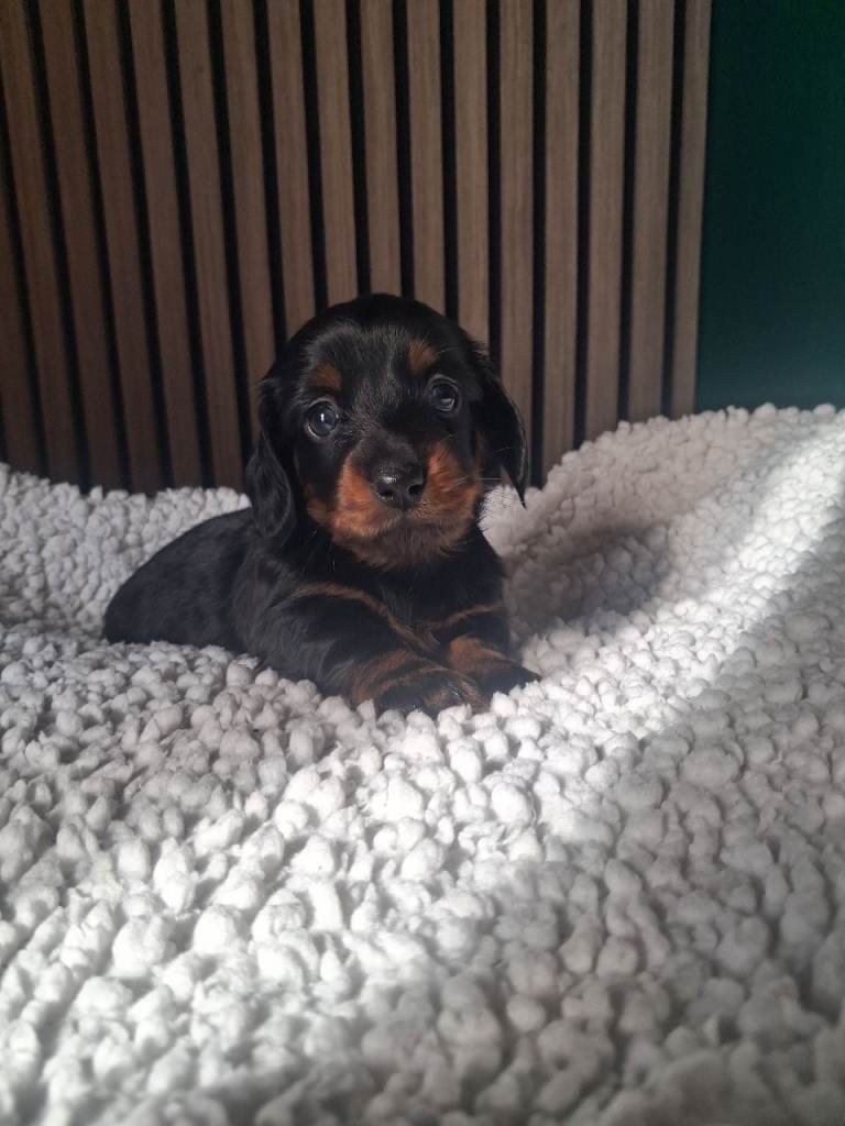 Miniature Dachshund Puppies
