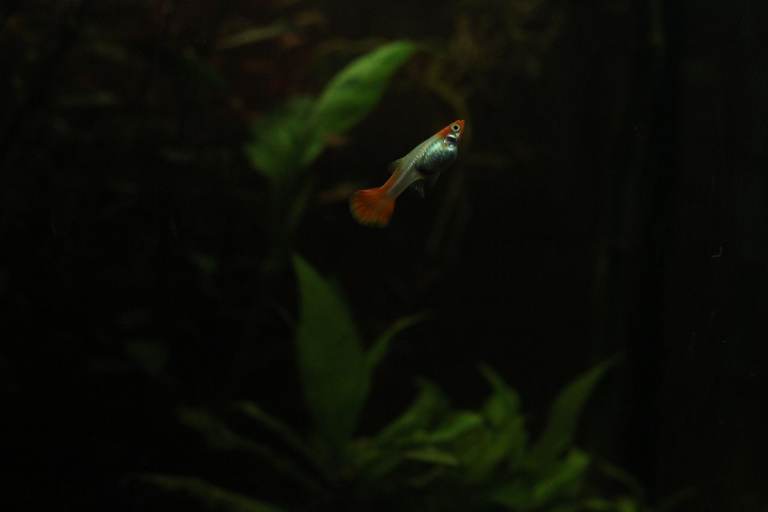 Red Cap Guppies/Ramshorn Snails