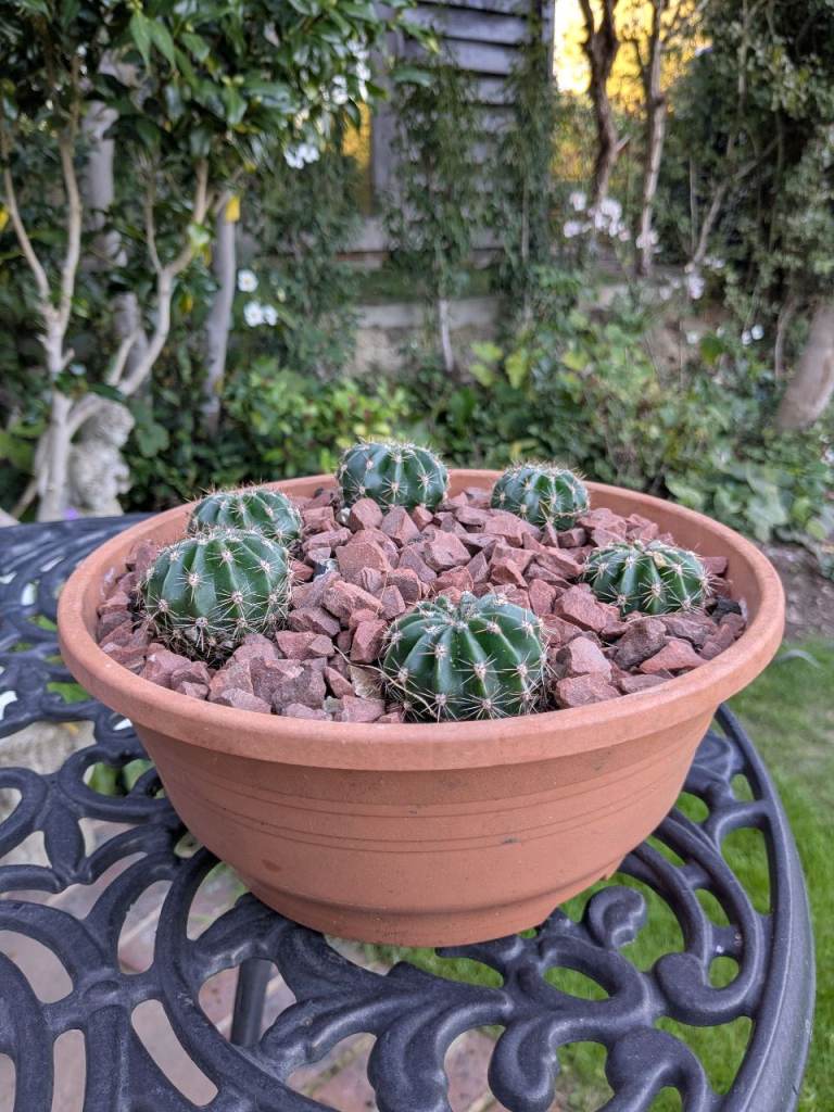 POT OF WELL-ROOTED CACTI BABIES