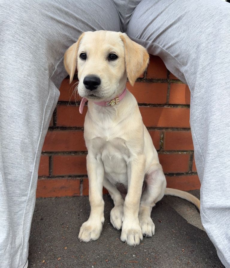 Golden lab 
