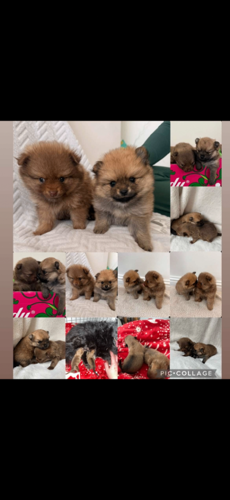 Pomeranian Puppie reduced 👀🏡