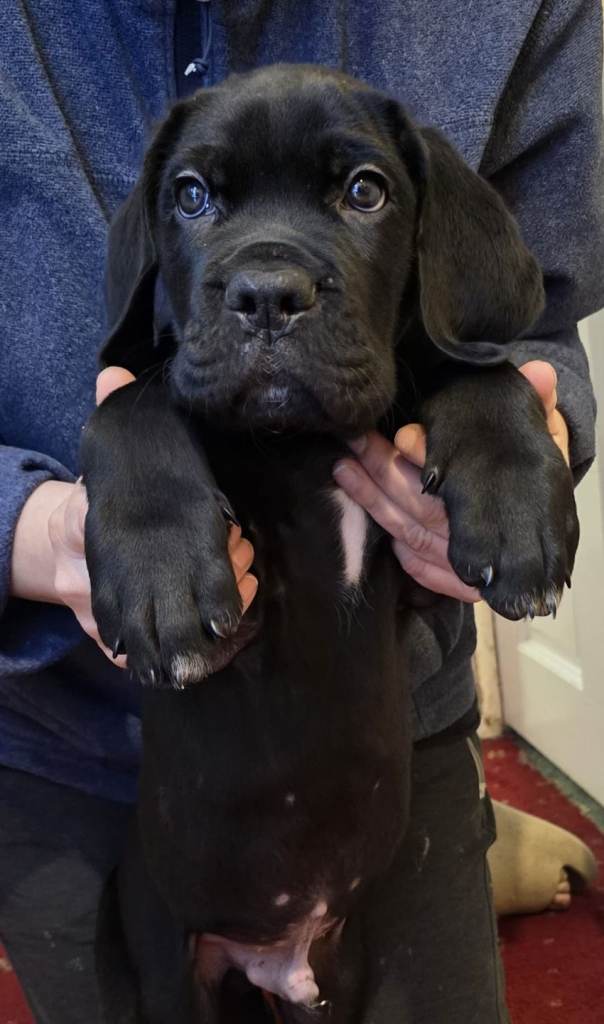 Cane Corso 