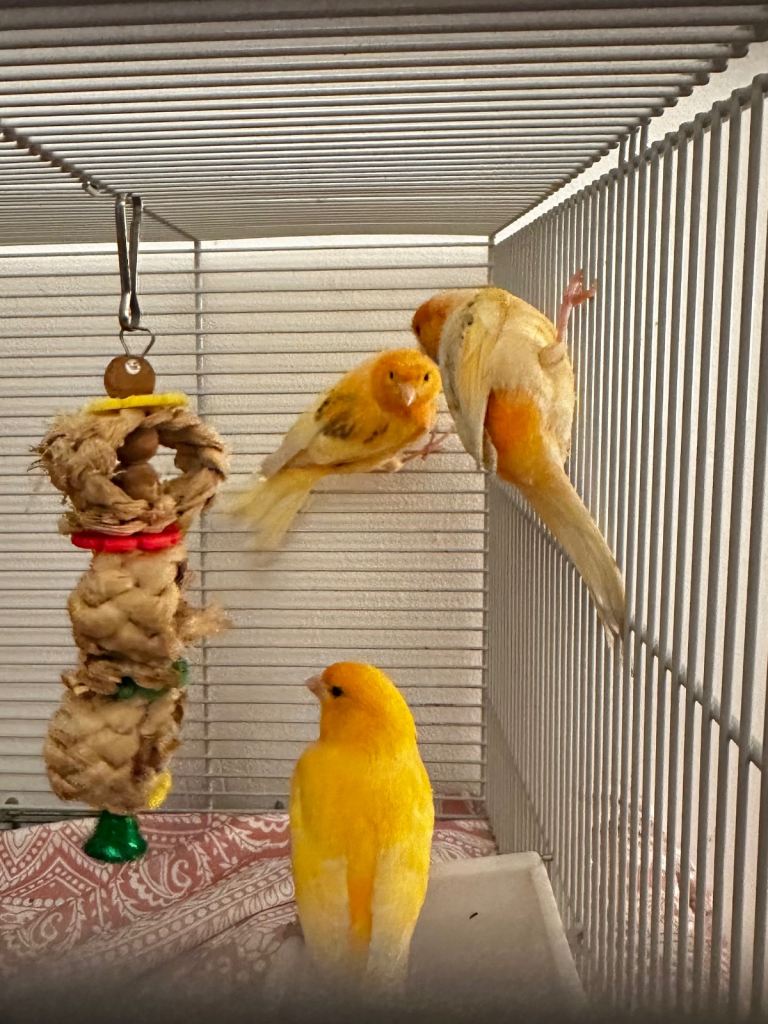 Canaries and cage with all accessories and food 