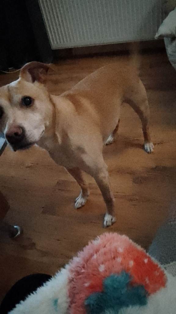 Staffy cross for sale 