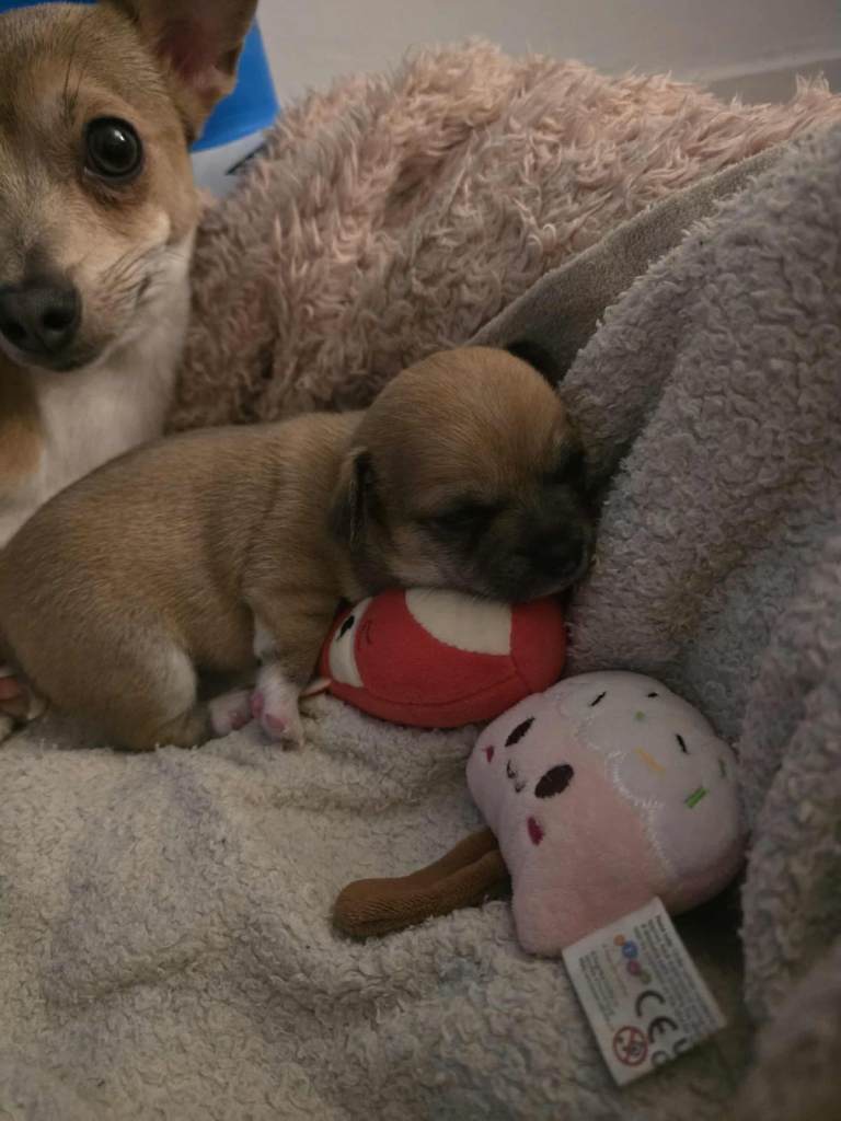 I am selling a 8 week old mini Chihuahua