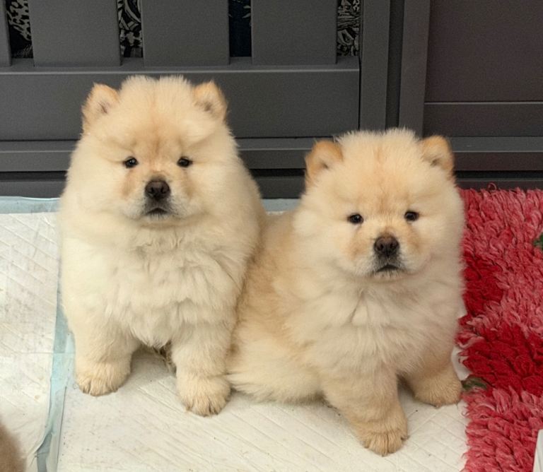 KC Registered Chow Chow Puppies