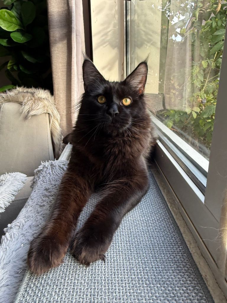 Maine coon boy