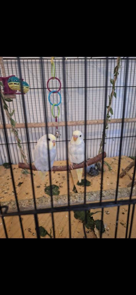 Baby budgies for sale 