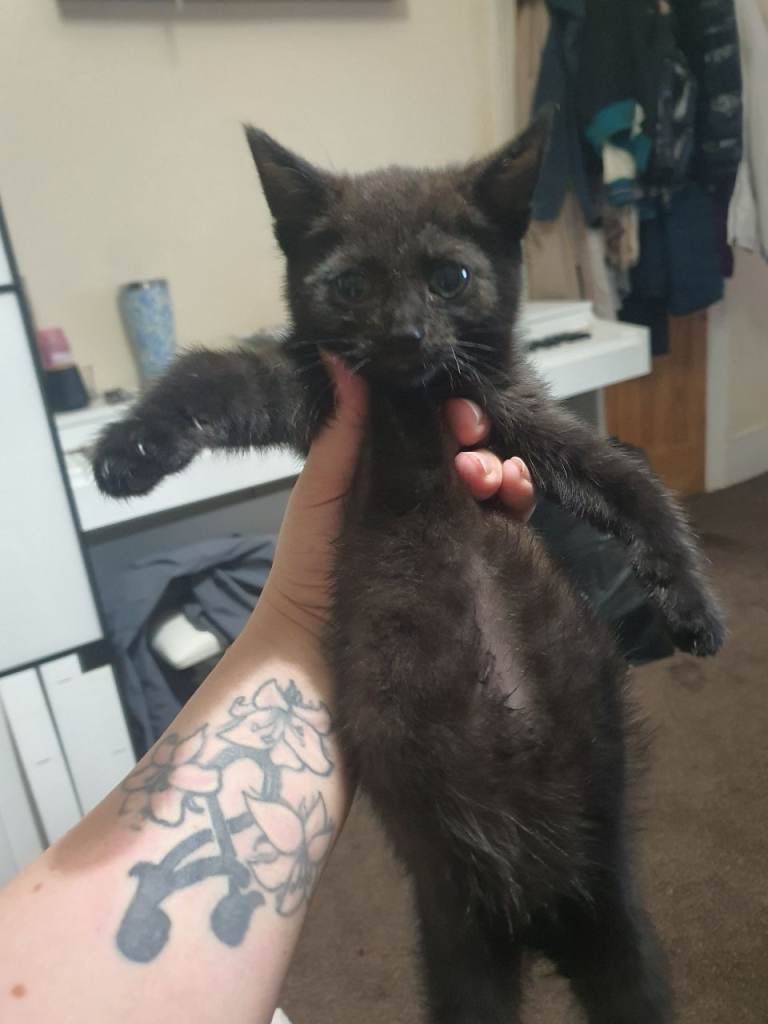 4 sweet 8 weeks kitten for sale