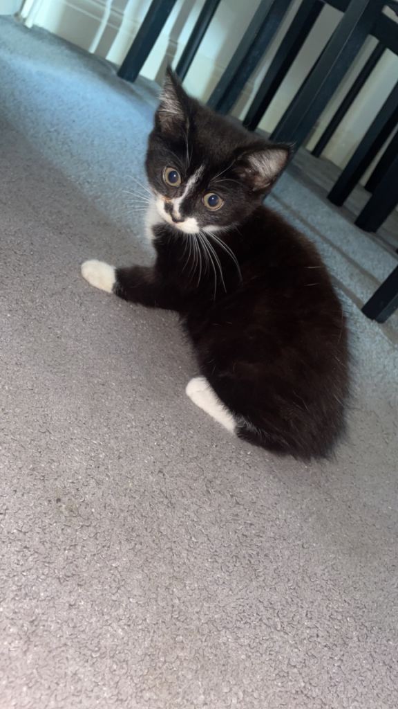 Beautiful BSH & Turkish Angora Kittens 