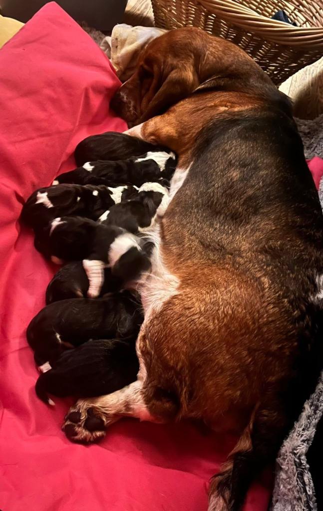 Basset Hound Pups For Sale