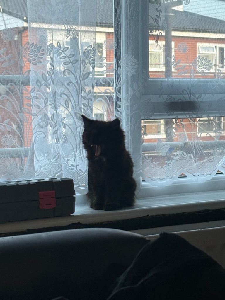 Long haired Kitten