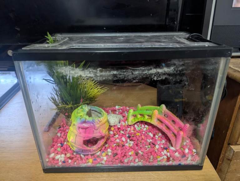 Small glass fish tank and accessories.