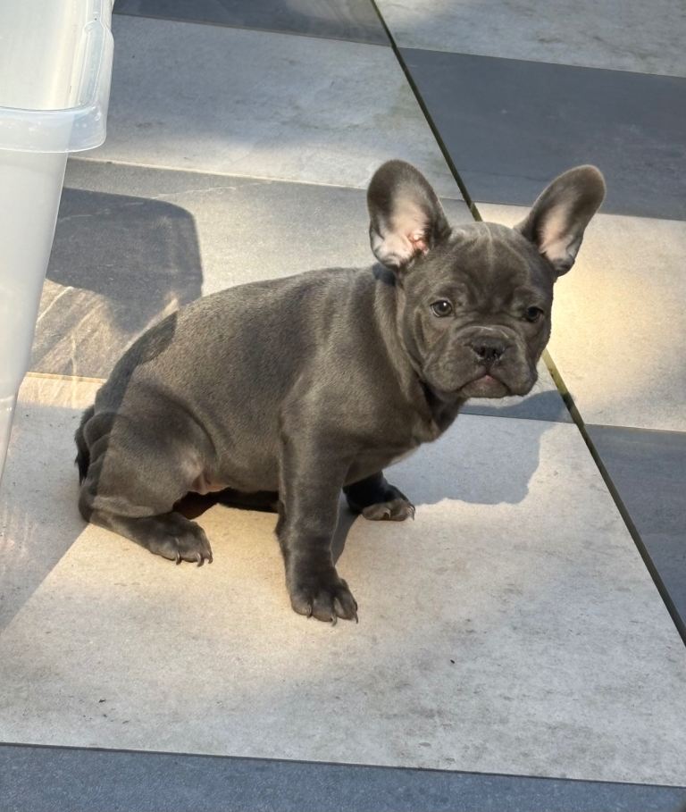 French bulldog puppies 