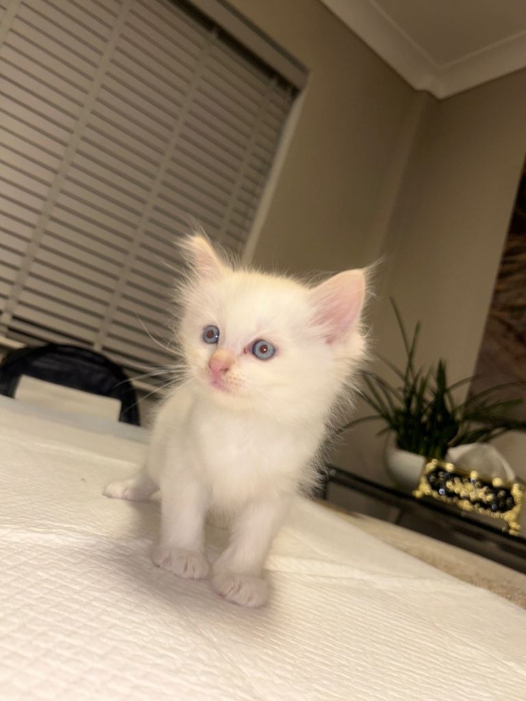 Kitten