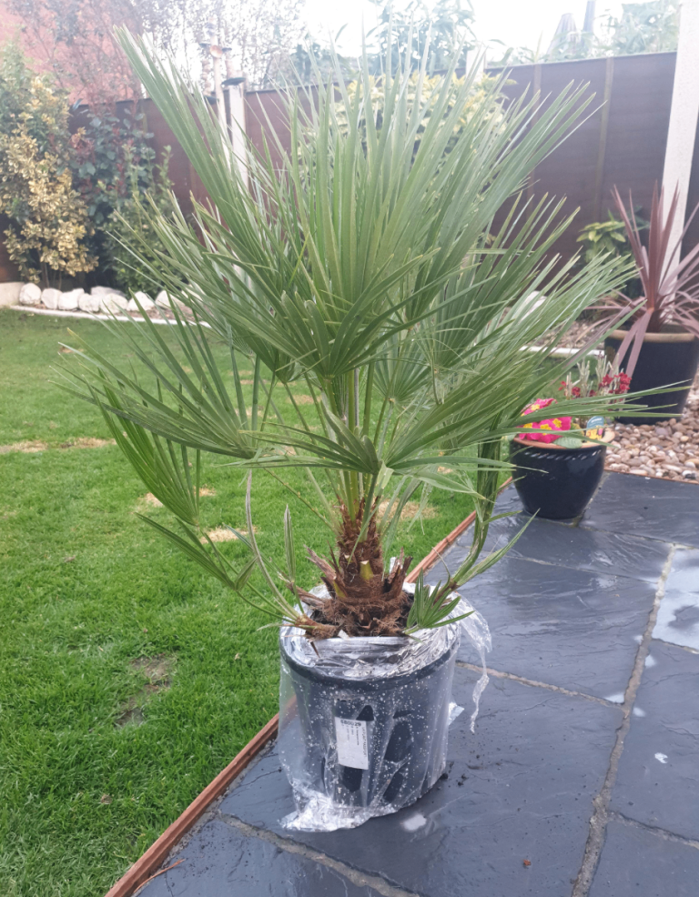 Hardy Fan Palm Chamaerops humilis, 60-80cm Tall Plant in 20cm Pot, Bushy Palm Trees for Gardens
