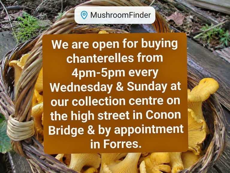 Scottish Wild Mushrooms WANTED