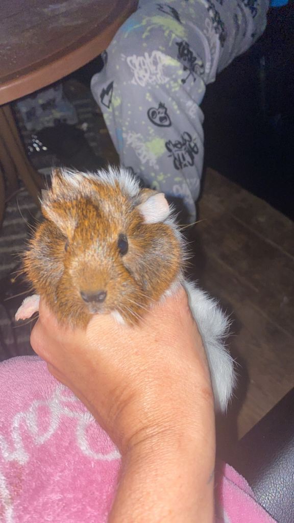Baby Guinea pigs 