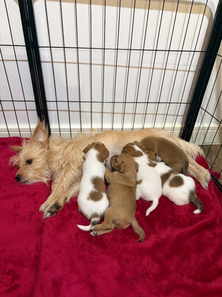 5 female Jackchi puppies for sale 