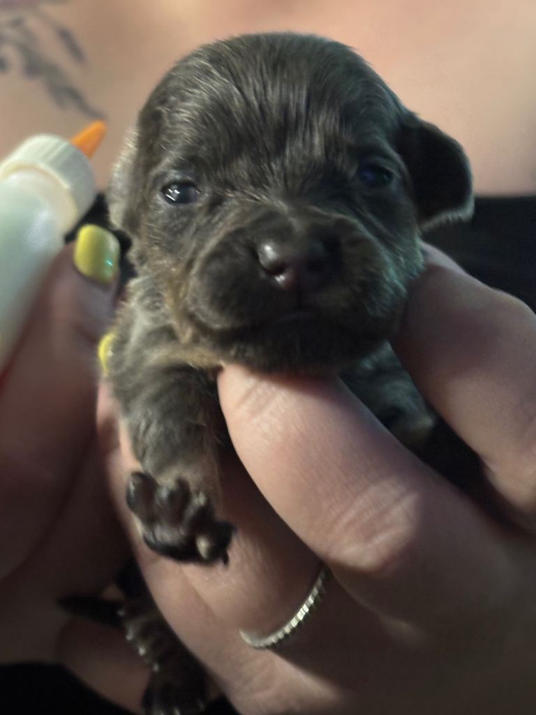 🐶 Dachshund x Pug Puppies for Sale 🐶