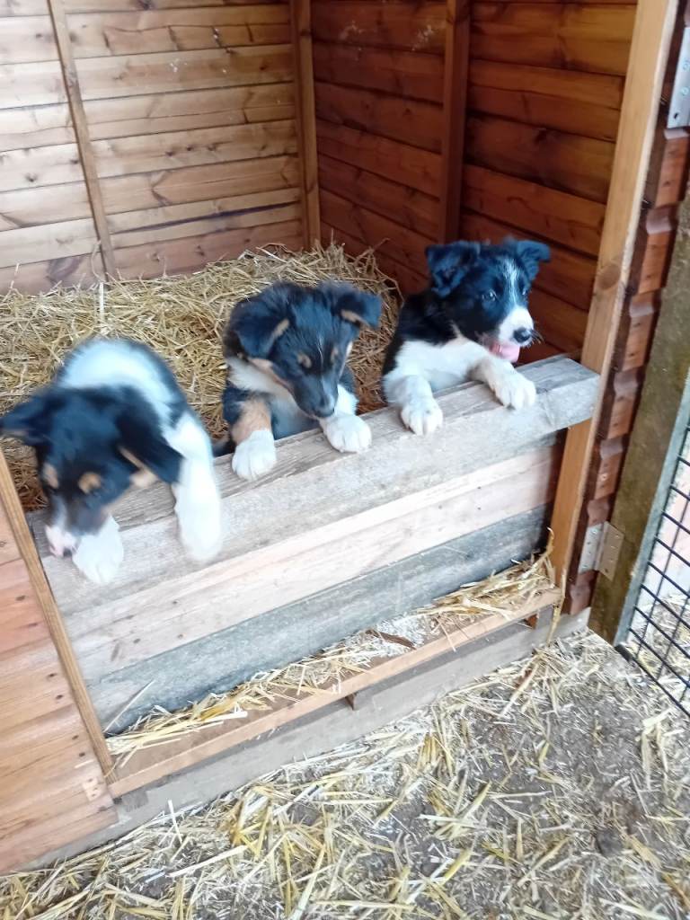 Border collie puppies 