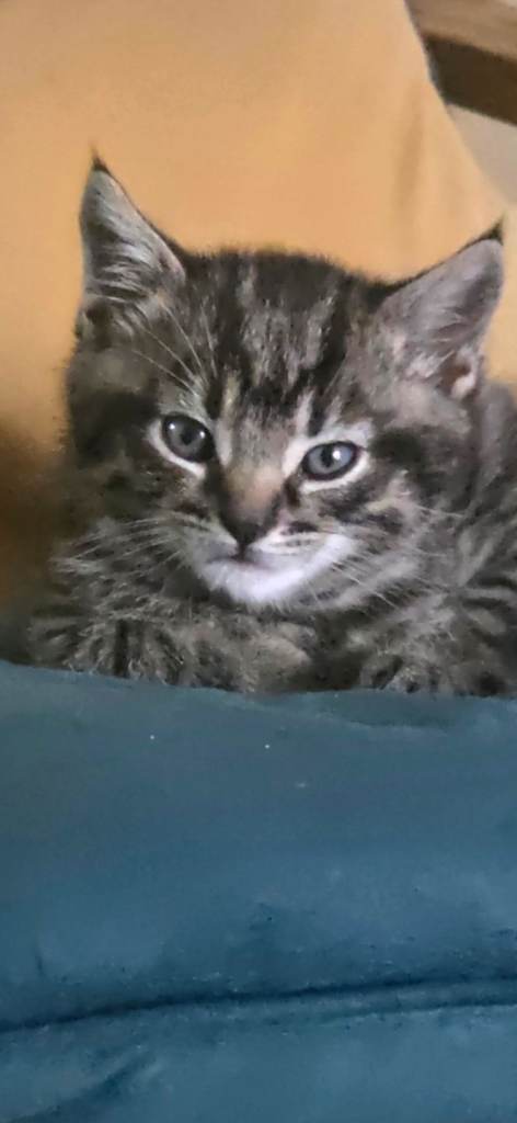 11 week old male kitten