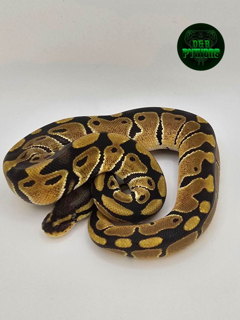 🐍 Normal Het Clown Ball Python