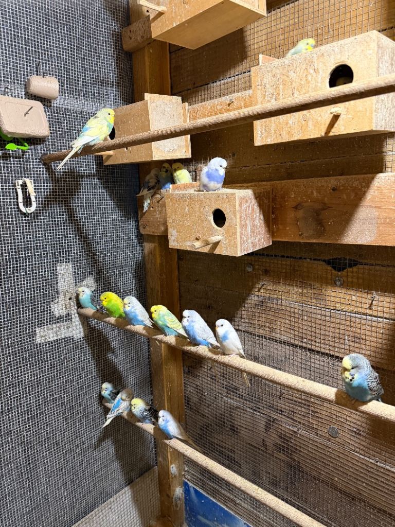 Colourful Budgies For Sale.