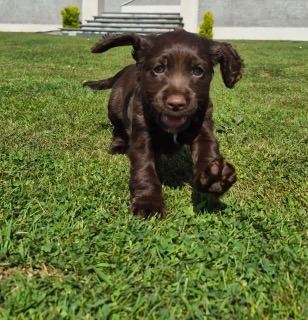 Lovely cocker spaniel pups for sale.