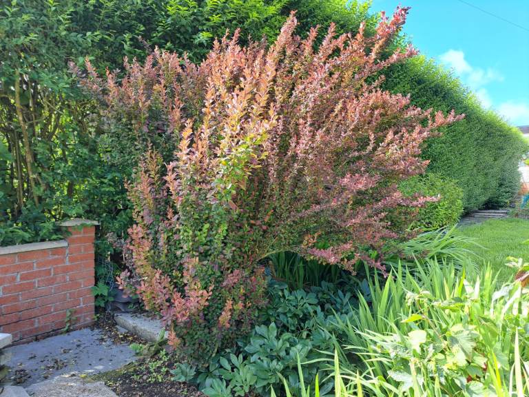 Mature Japanese Barberry Plant - beautiful tall decorative shrub  - £100 ONO