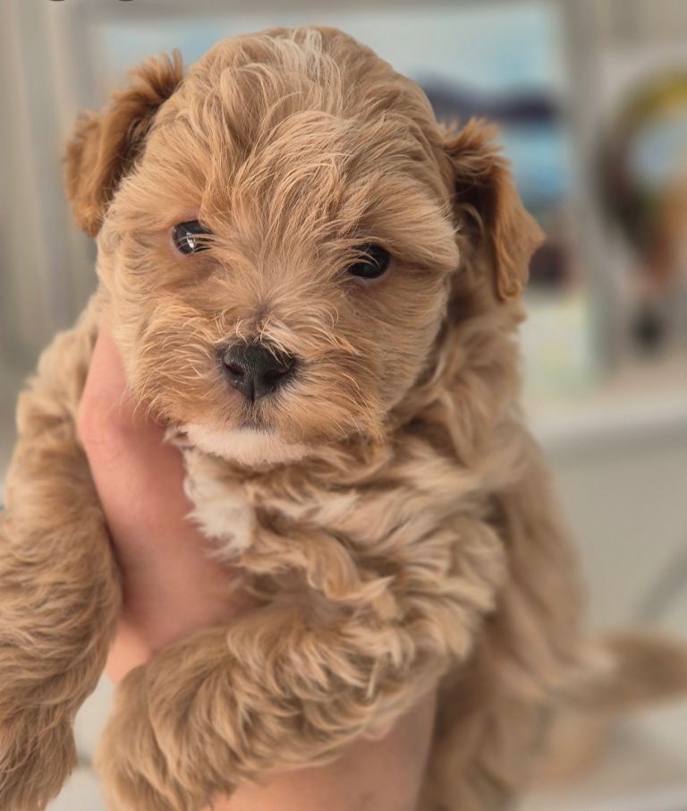 3 Maltipoo Puppies 1 Red Boy 2 Apricot Girls
