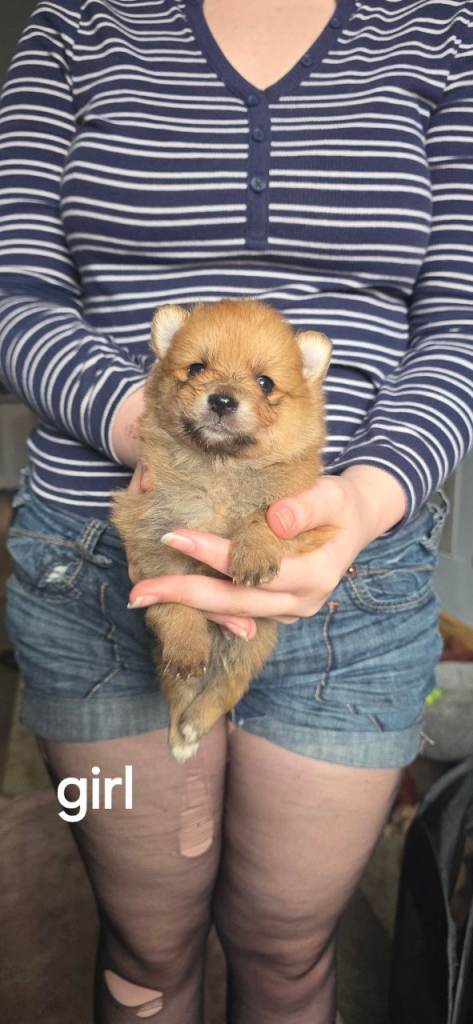 Pomeranian puppies 