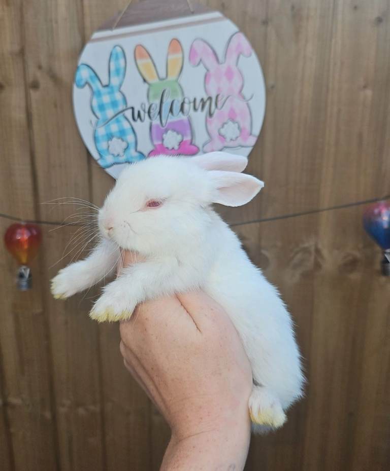 Baby bunnies (Ready to leave)