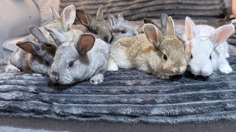 Baby bunnies x8