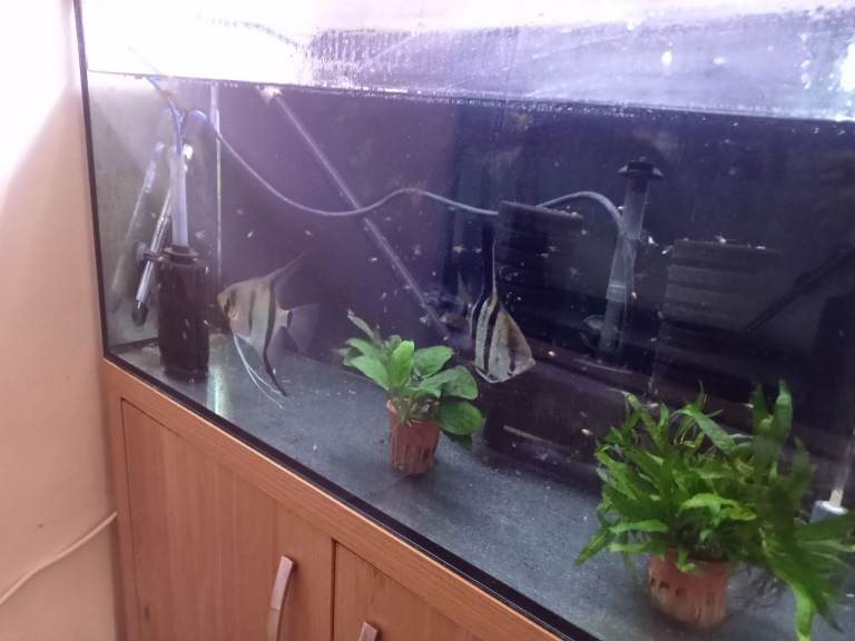 Angel Fish Fry for sale 