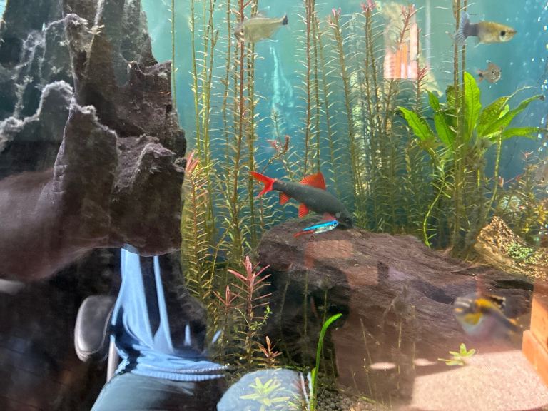 4/5inch red finned shark