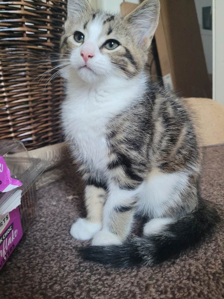 Ragdoll X Kittens ready for there forever homes.