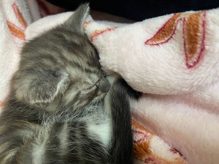 Female kittens 