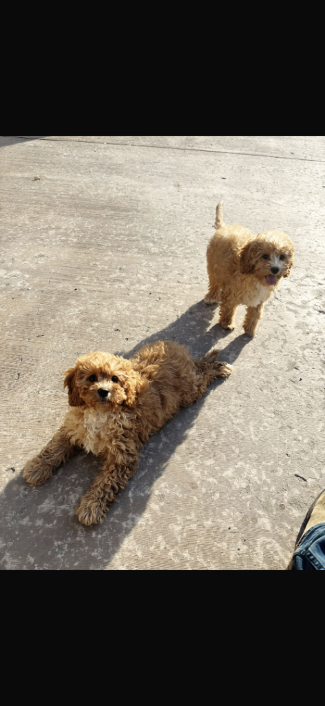 Cavapoos