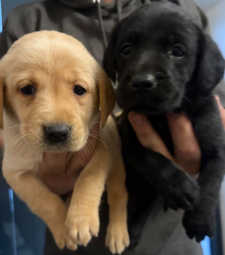 KC Labradors for sale 