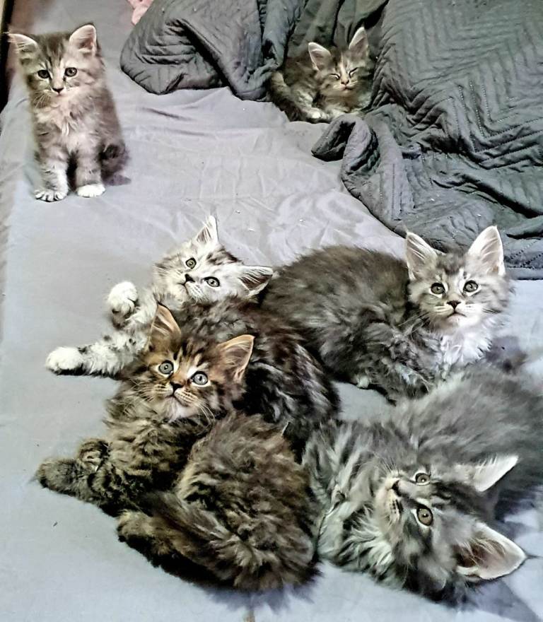 🌟 Premium TICA Maine Coon Kittens 🌟CHAMPION LINEAGE Fully Vet Checked & Vaccinated (Nottingham)