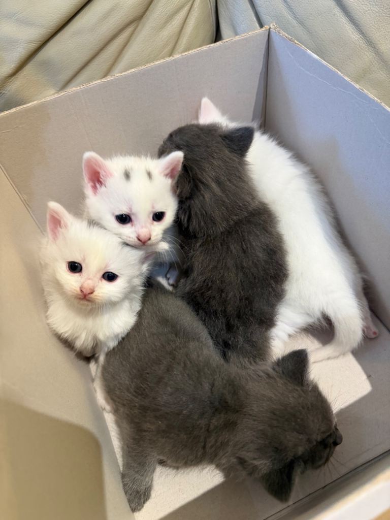 5 Gorgeous kittens for sale 