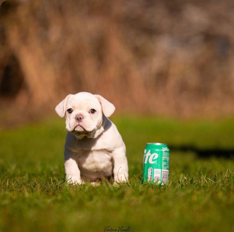 French Bulldog Puppies
