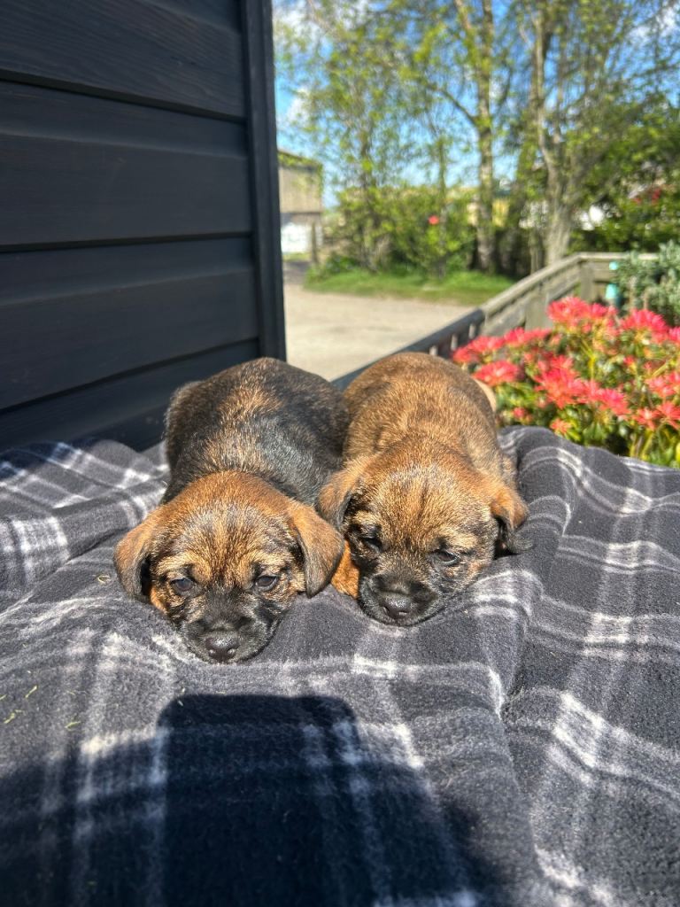 Border terrier puppies