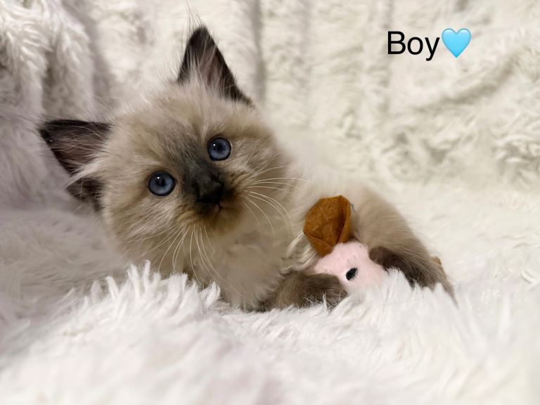🐾 STUNNING RAGDOLL KITTENS FOR SALE 🐾