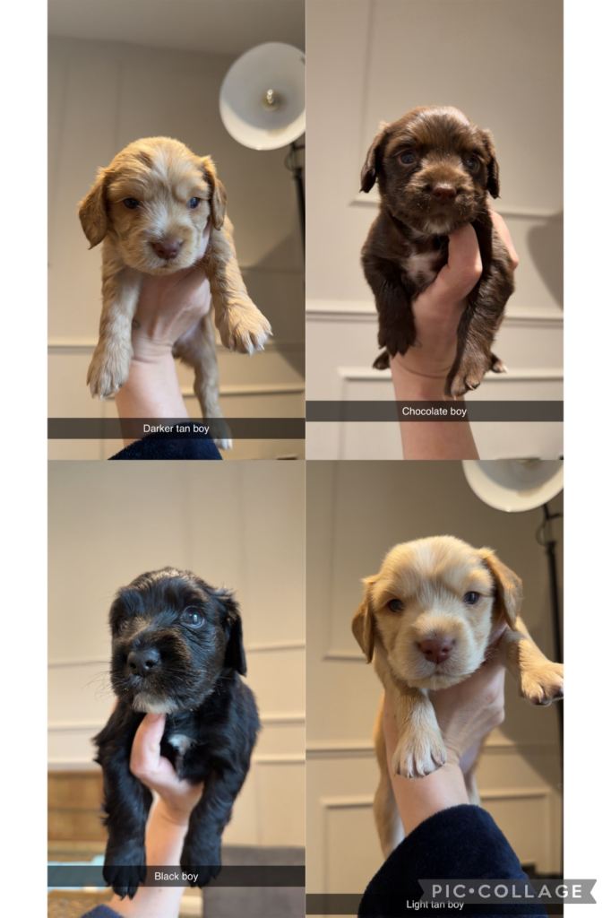 Beautiful Cocker Spaniel Puppies ONLY 4 BOYS LEFT