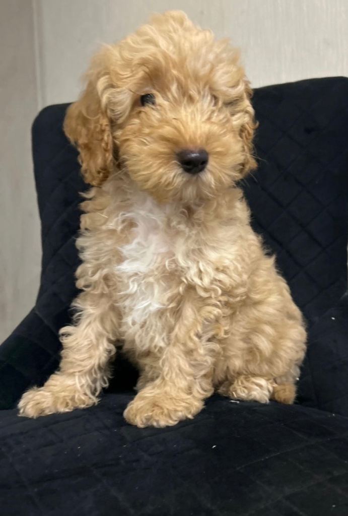 Beautiful Cockerpoo Puppies 