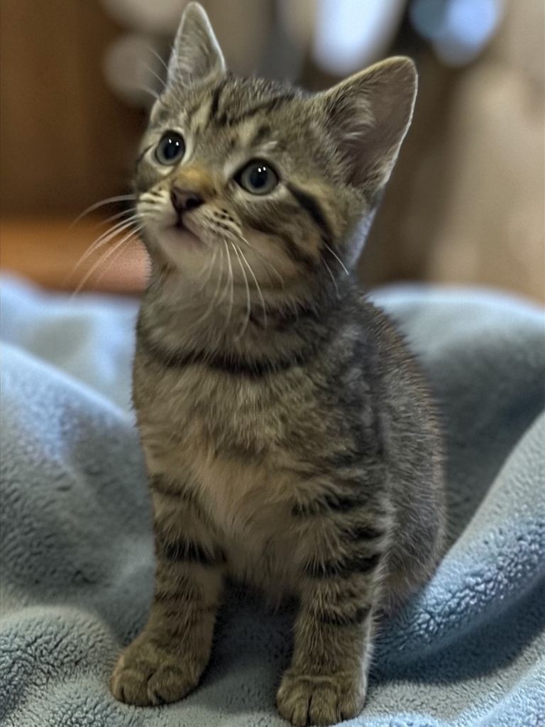 Kittens for sale (all now SOLD)