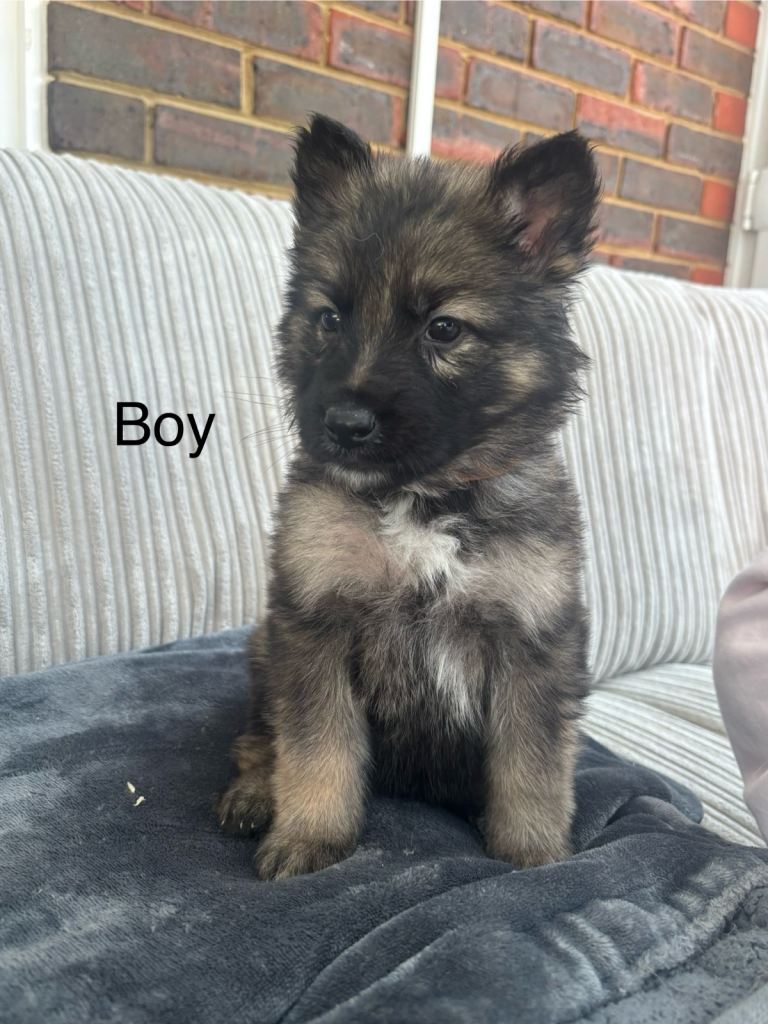 German shepherd puppys ready now